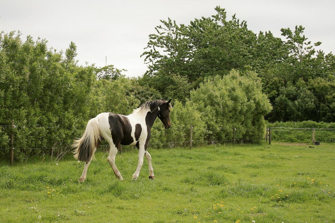 Barockpinto Honorous Jorg Ancrath billede 1