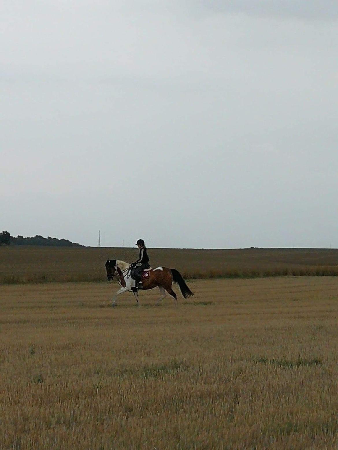 Anden særlig race Tulle Ørnhøj - Tulle og jeg elsker stupmarkerne  billede 6