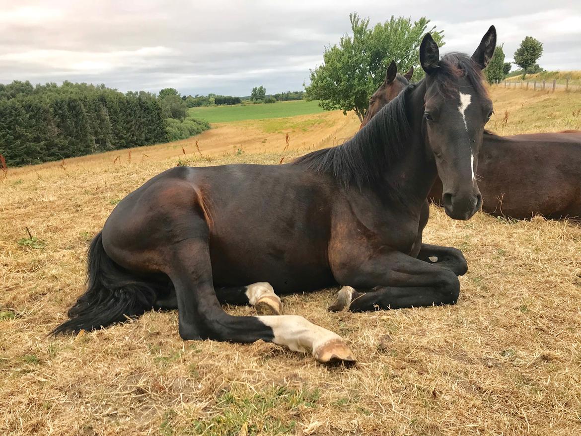 Oldenborg Matinique af strandhøjgaard billede 1