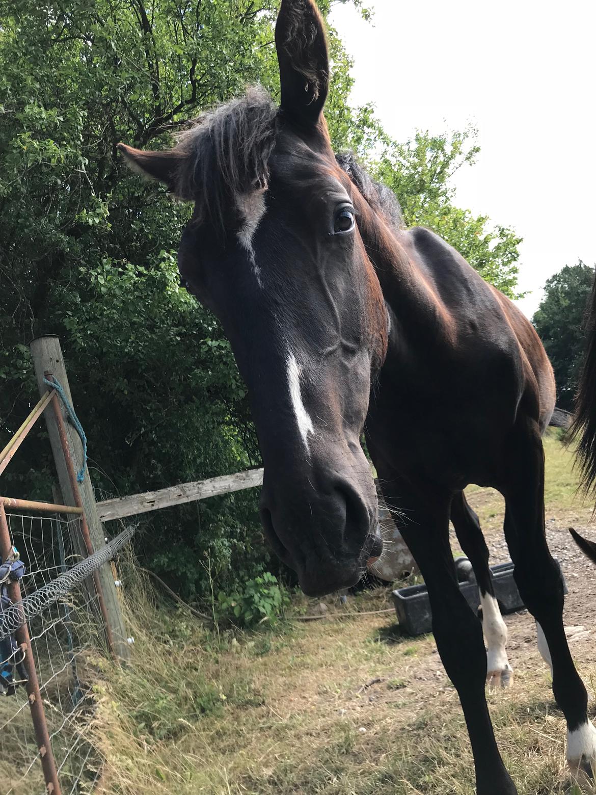 Oldenborg Matinique af strandhøjgaard billede 2