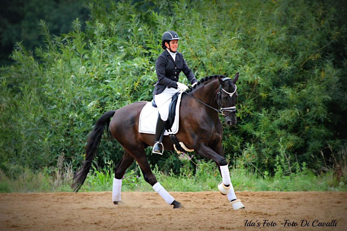 Hannoveraner Samurai V billede 16