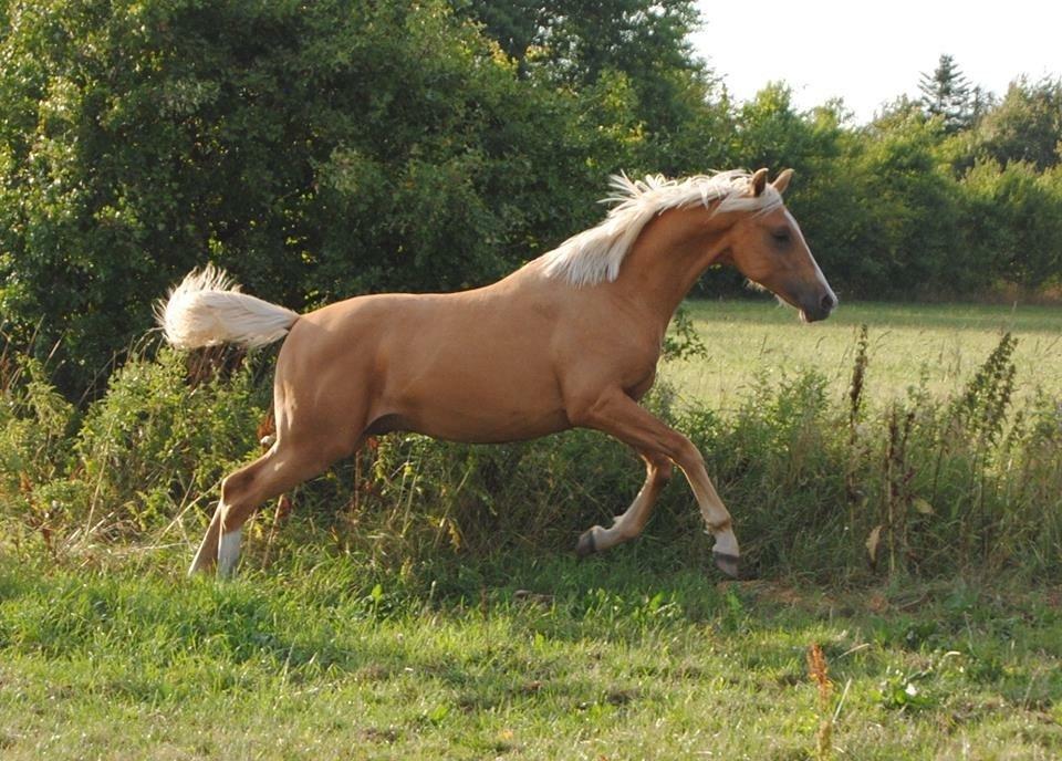 Palomino Silverline Dublét billede 31