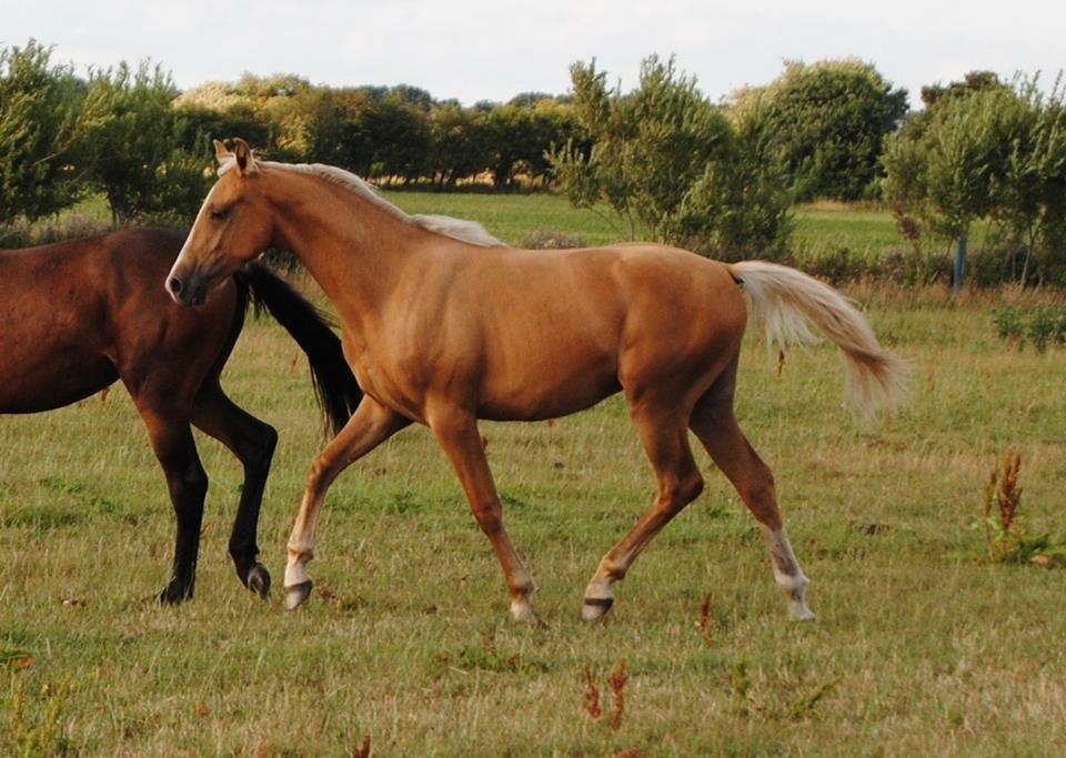 Palomino Silverline Dublét billede 29