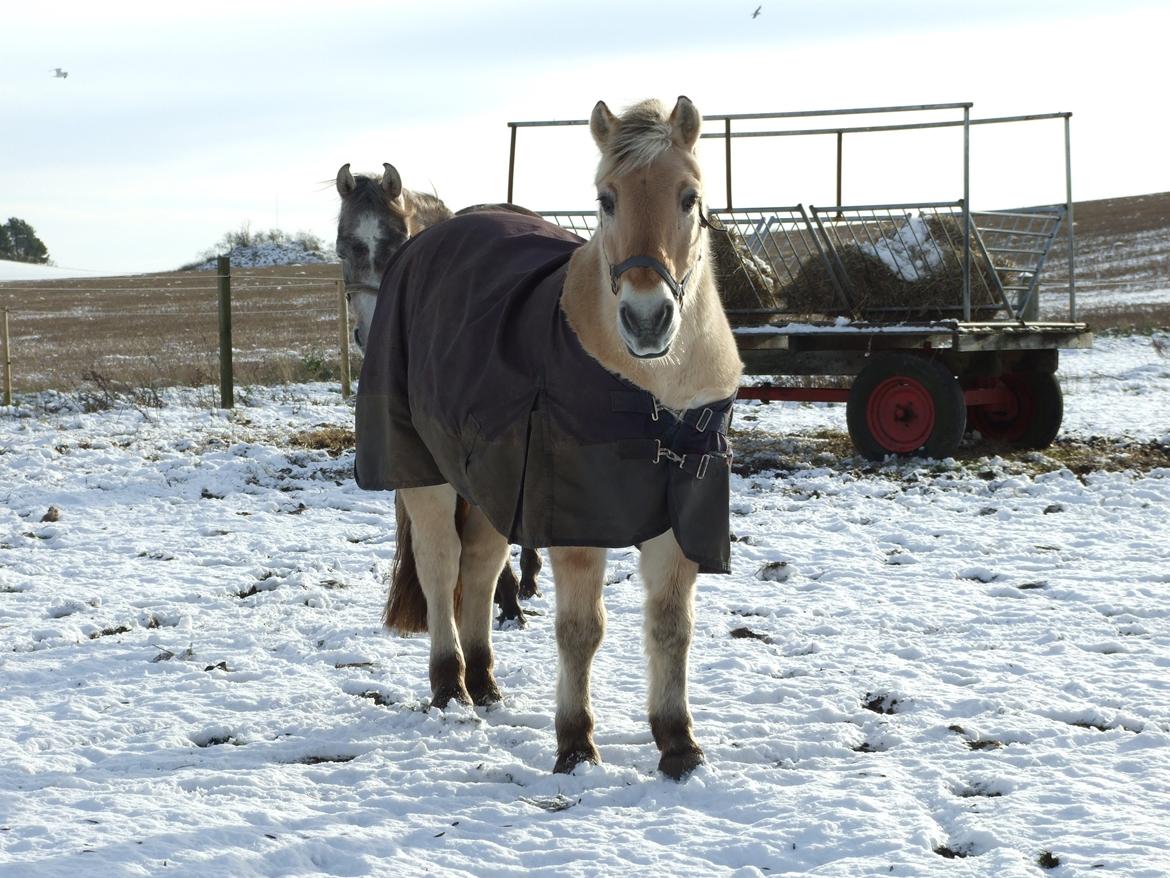 Fjordhest Bjarke Sax - Min lille vinter-pru <3 billede 18
