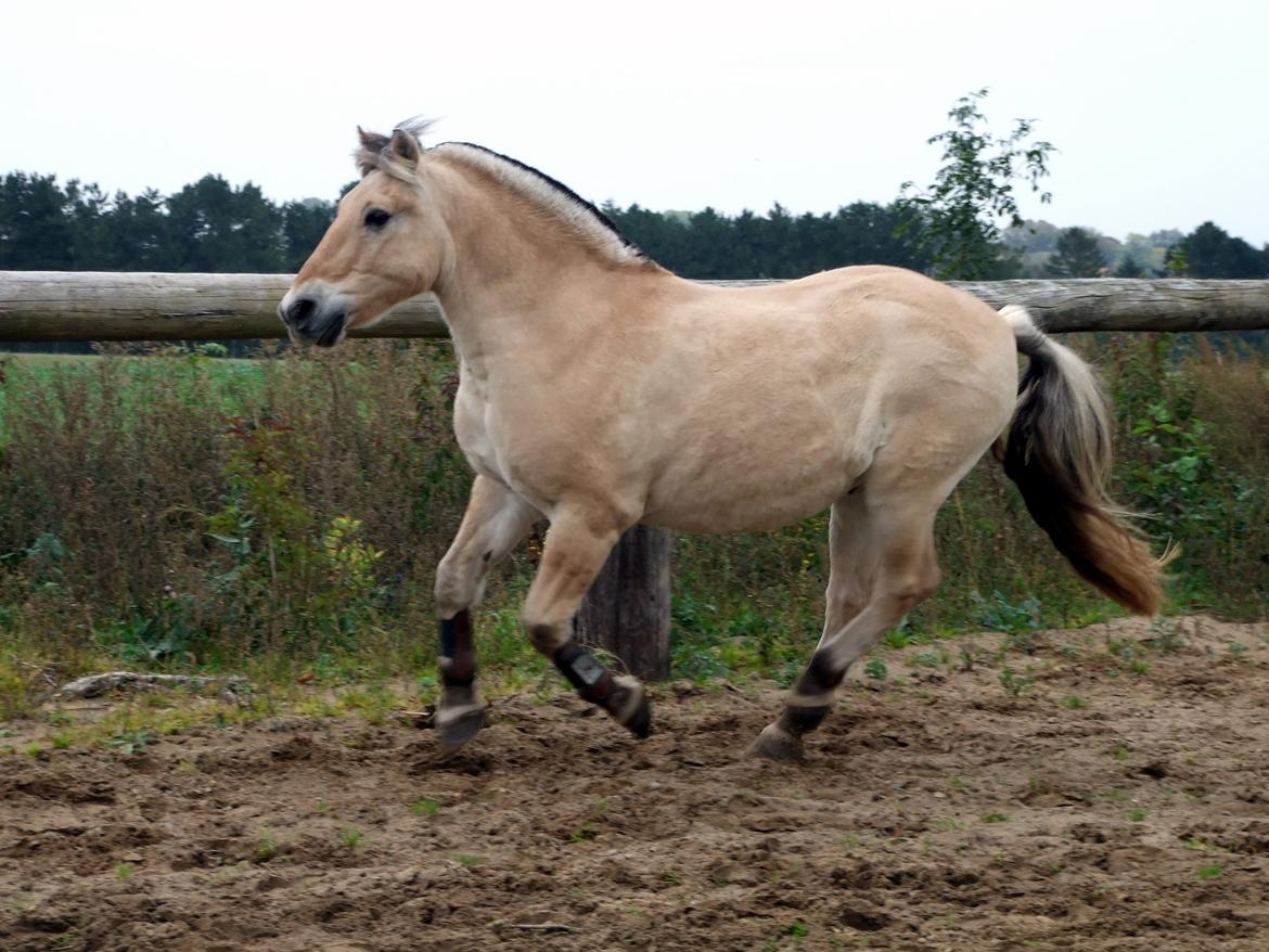 Fjordhest Bjarke Sax - 10 oktober 2008 billede 2