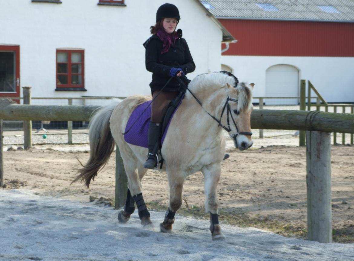 Fjordhest Bjarke Sax - 26 marts 2009 billede 20