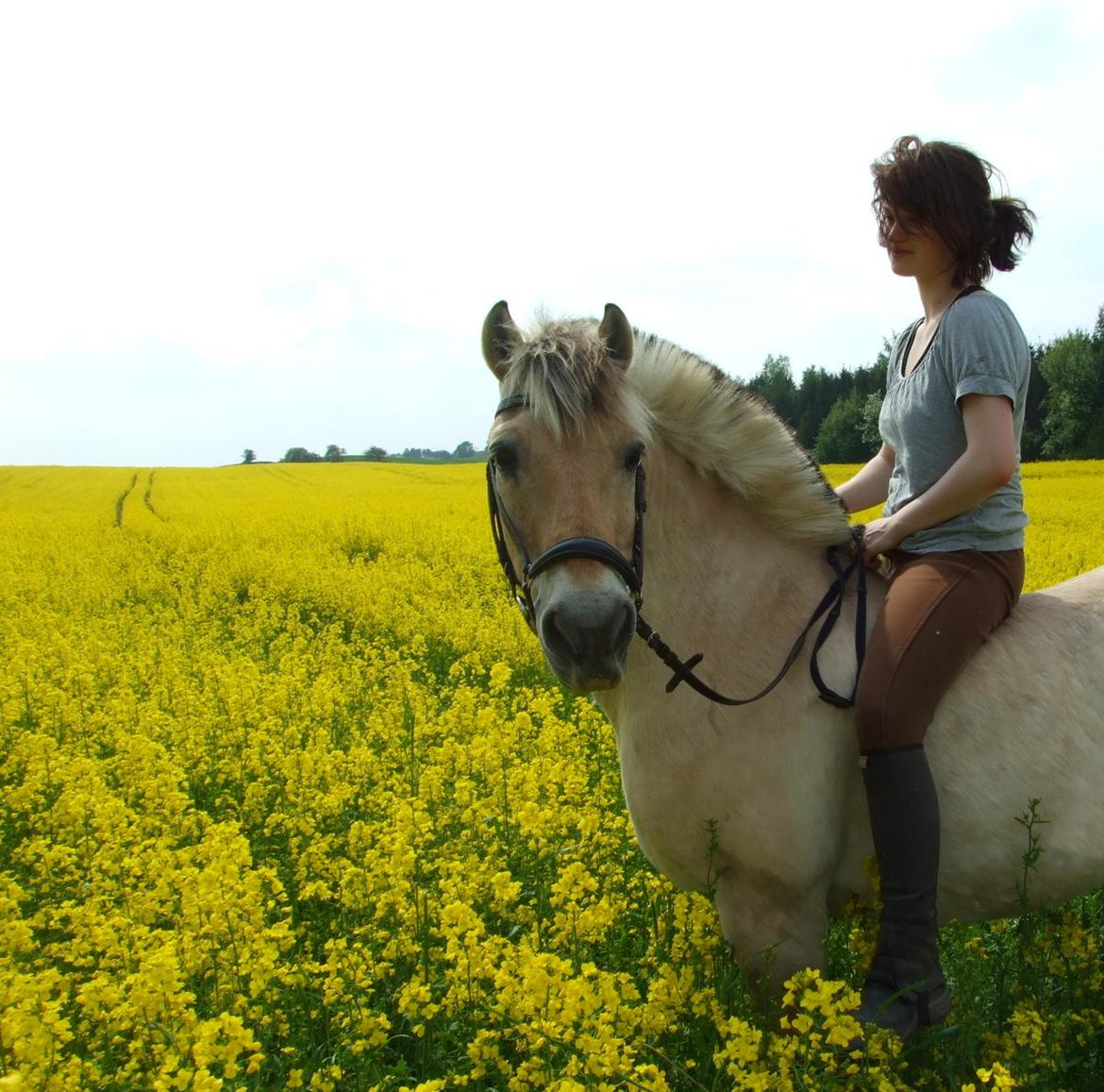 Fjordhest Bjarke Sax - 26 år. 8 maj 2008 foto Sabrina S. Hansen billede 19