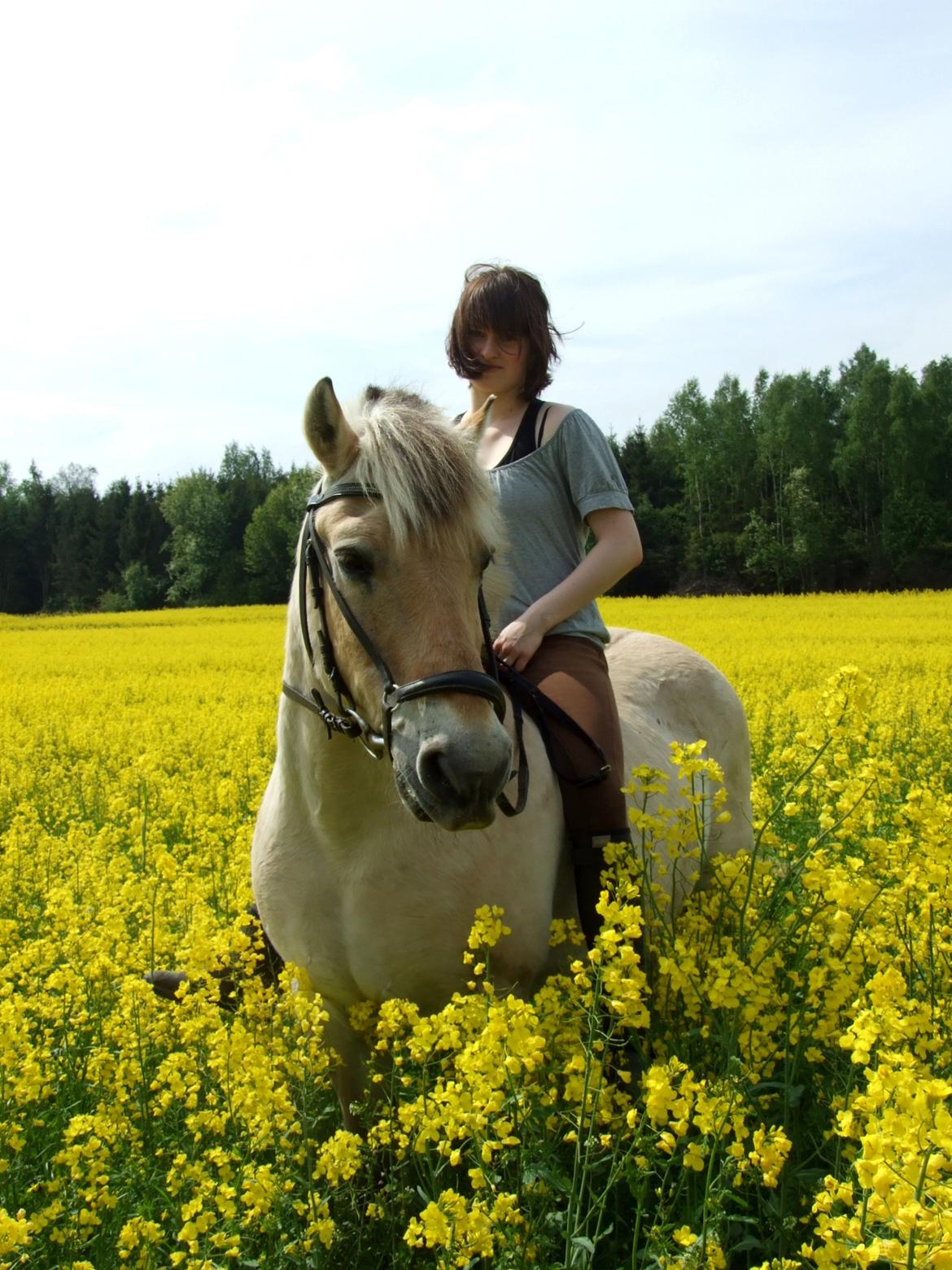 Fjordhest Bjarke Sax - 26 år. 8 maj 2008 foto Sabrina S. Hansen billede 1