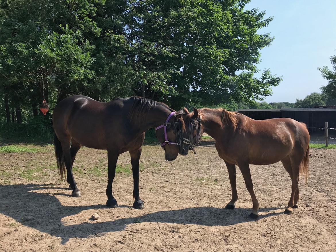Anden særlig race Fame billede 4