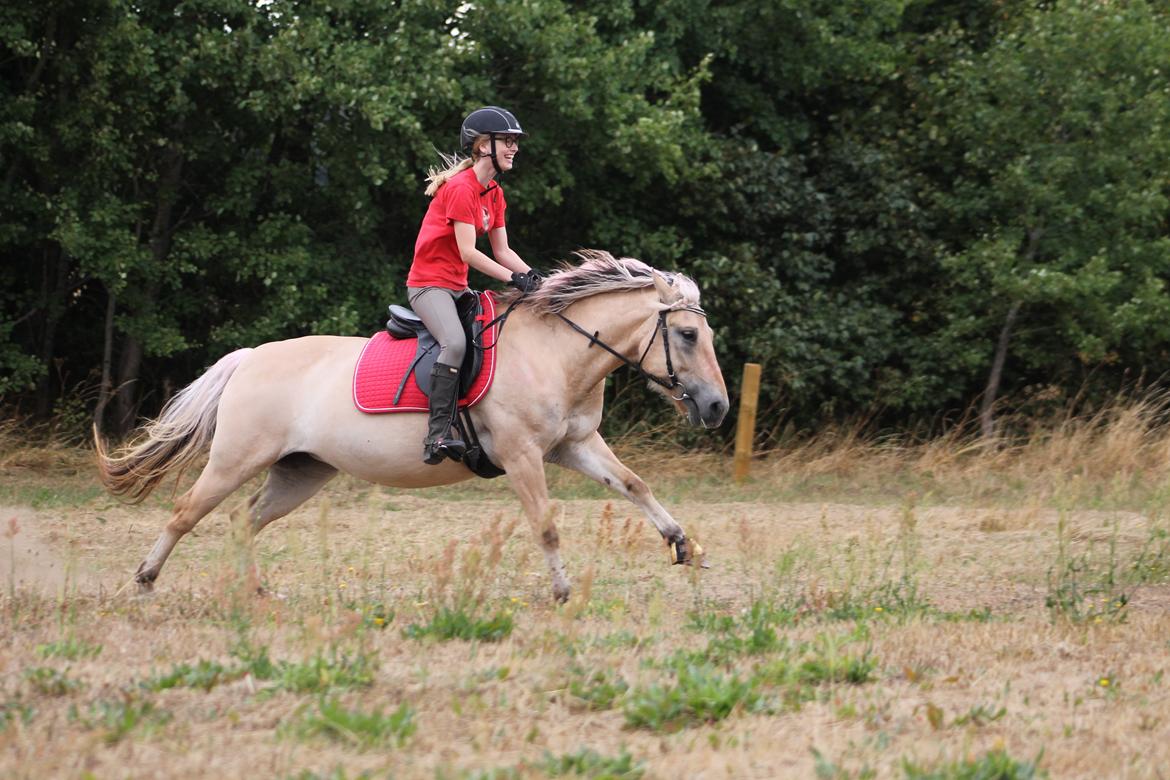 Fjordhest SILA KASTLUND - Galop på mark, sommer, 2018 <3 billede 13