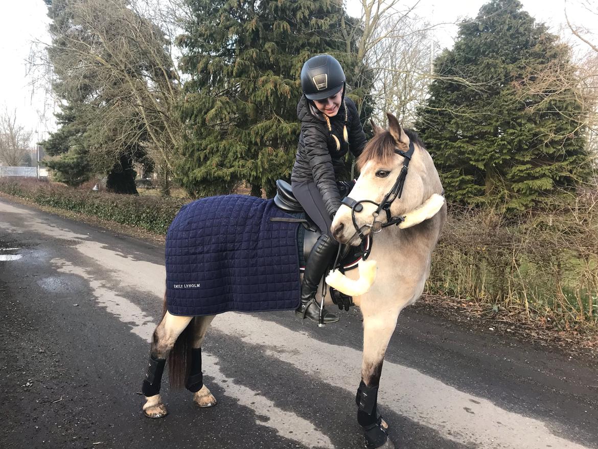 DSP Korreborg's chablis billede 3