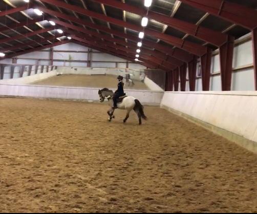 DSP Korreborg's chablis billede 6