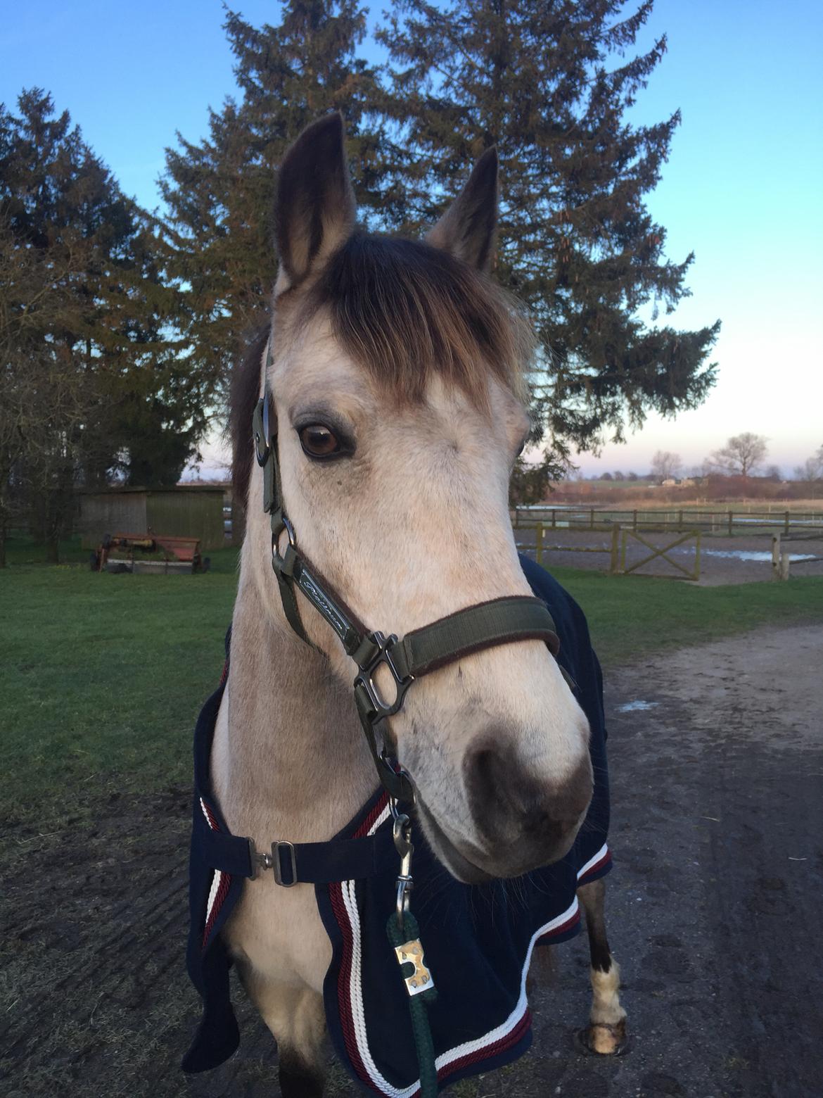 DSP Korreborg's chablis billede 4