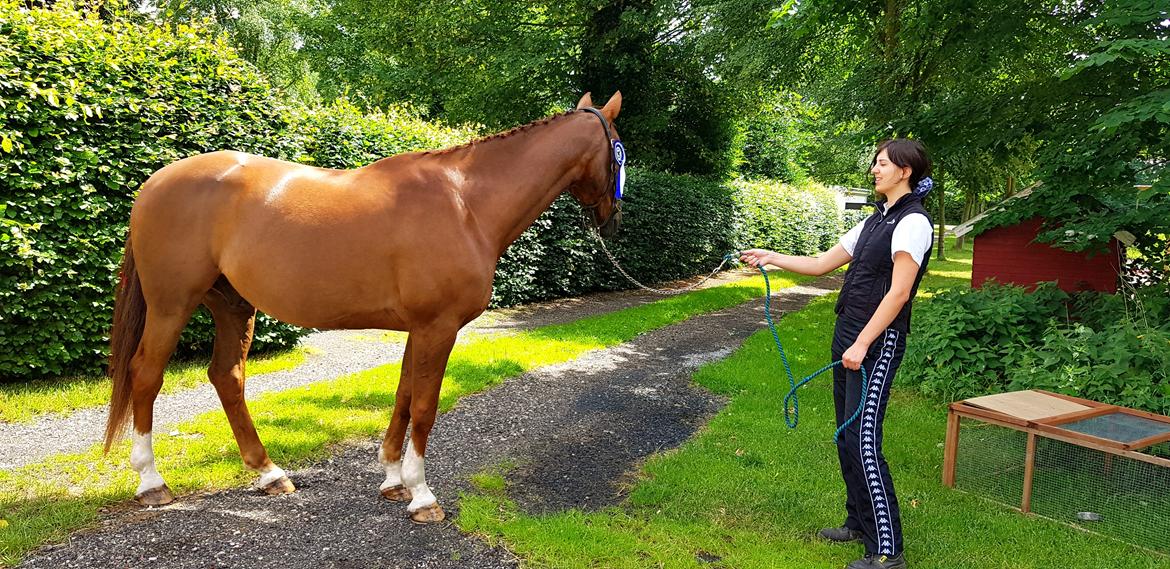 Dansk Varmblod Sam-l (Part) billede 2