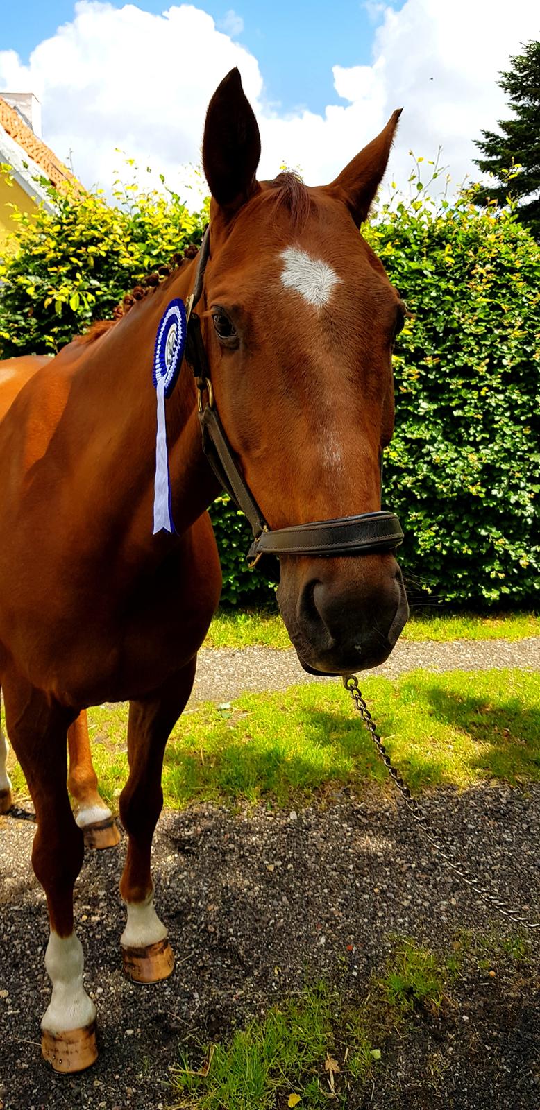 Dansk Varmblod Sam-l (Part) billede 3