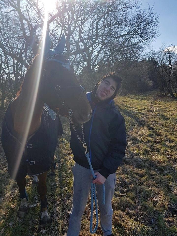 Dansk Varmblod Sam-l (Part) billede 7