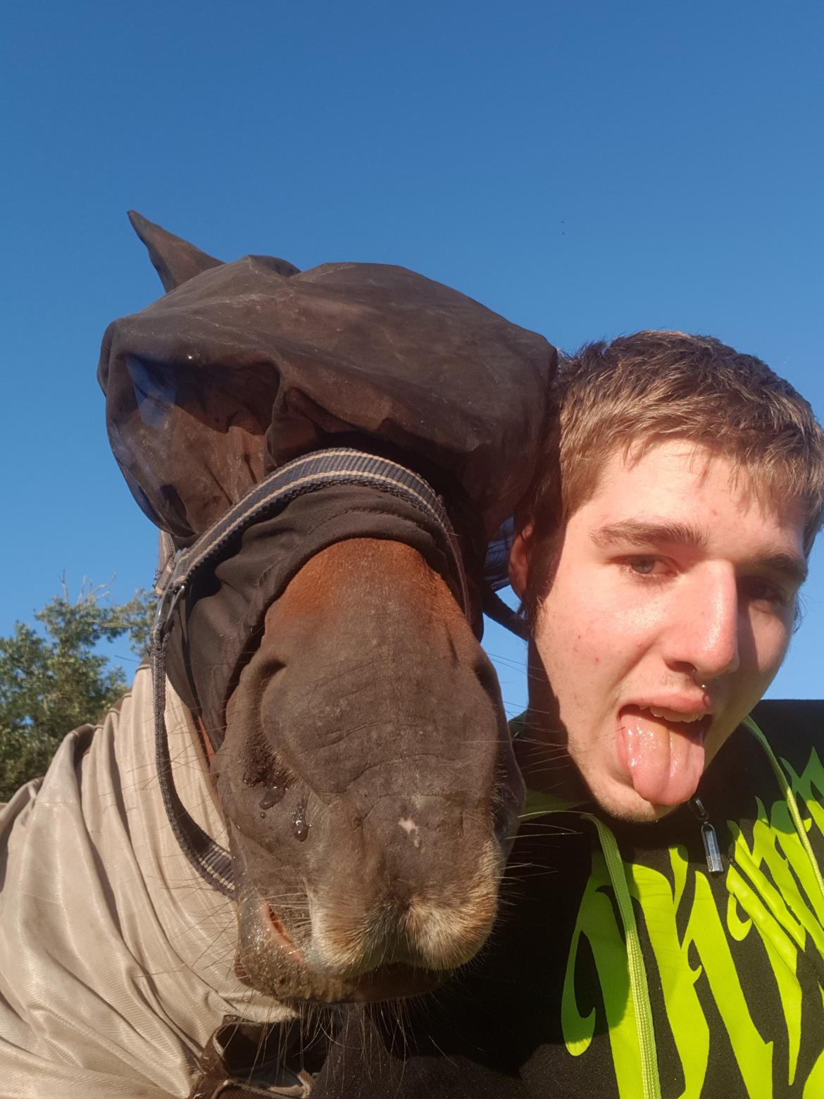 Dansk Varmblod Sam-l (Part) billede 4