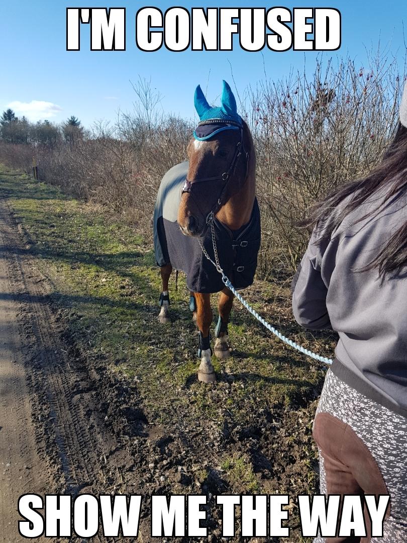 Dansk Varmblod Sam-l (Part) billede 1