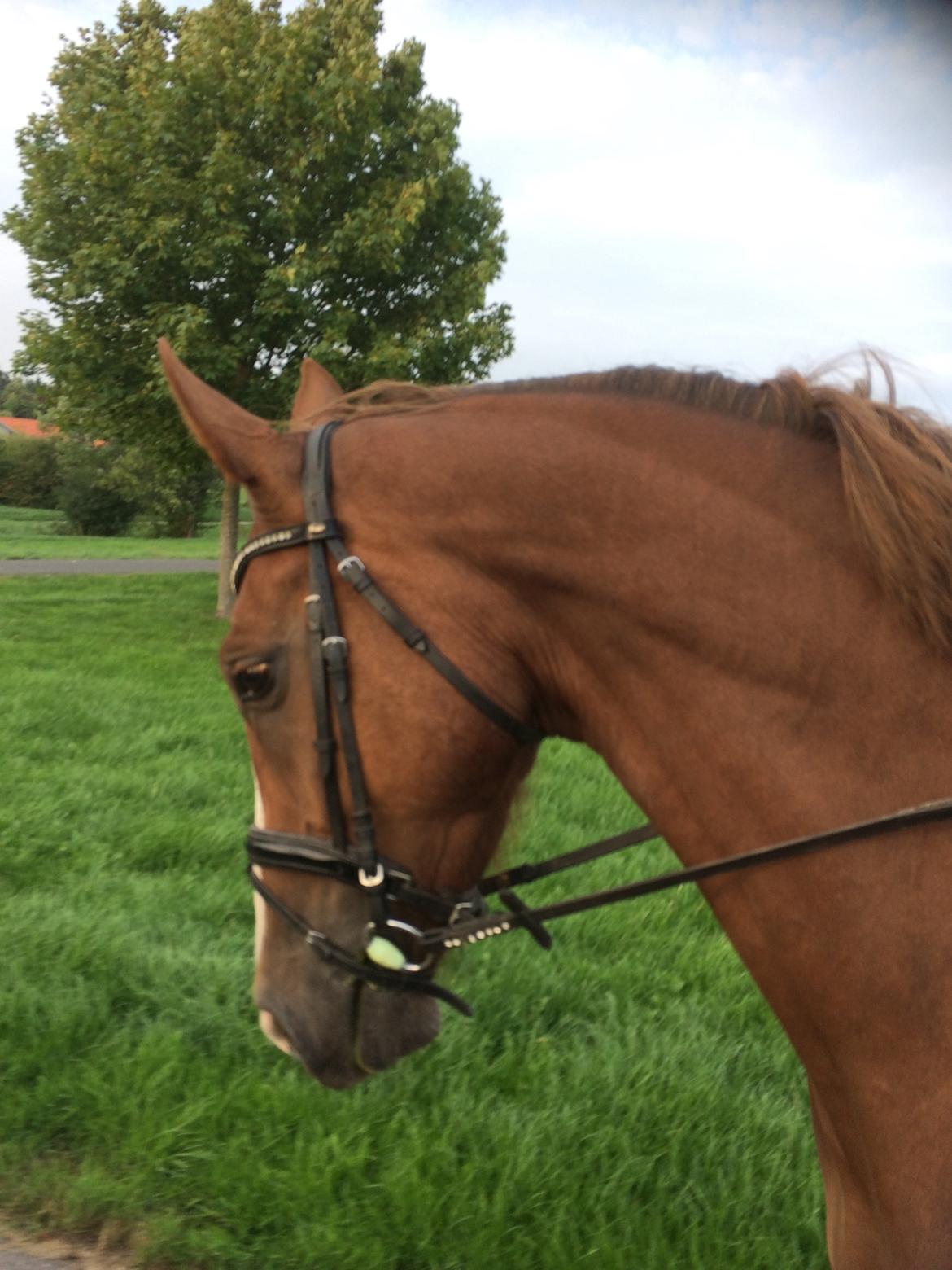 Dansk Varmblod Bastholmmølles Diablo billede 10