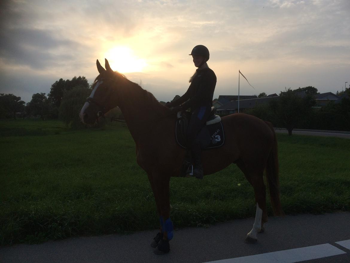 Dansk Varmblod Bastholmmølles Diablo billede 11