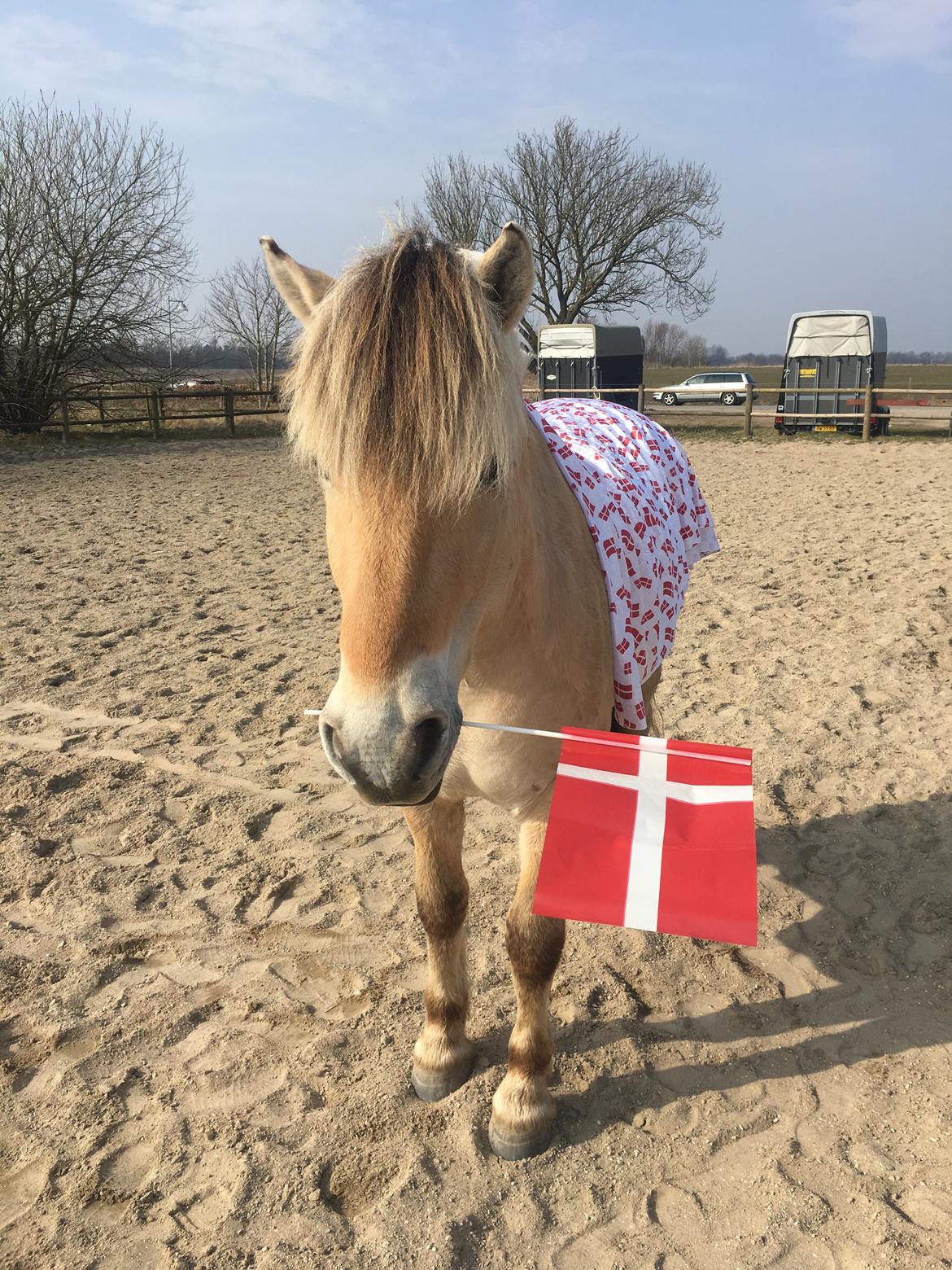 Fjordhest Tulstruplunds Lan billede 18