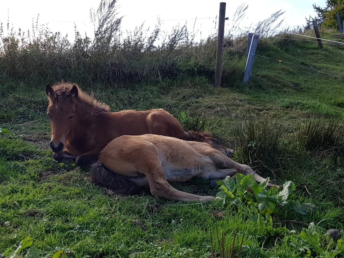 Islænder Sóldögg fra Vang billede 20