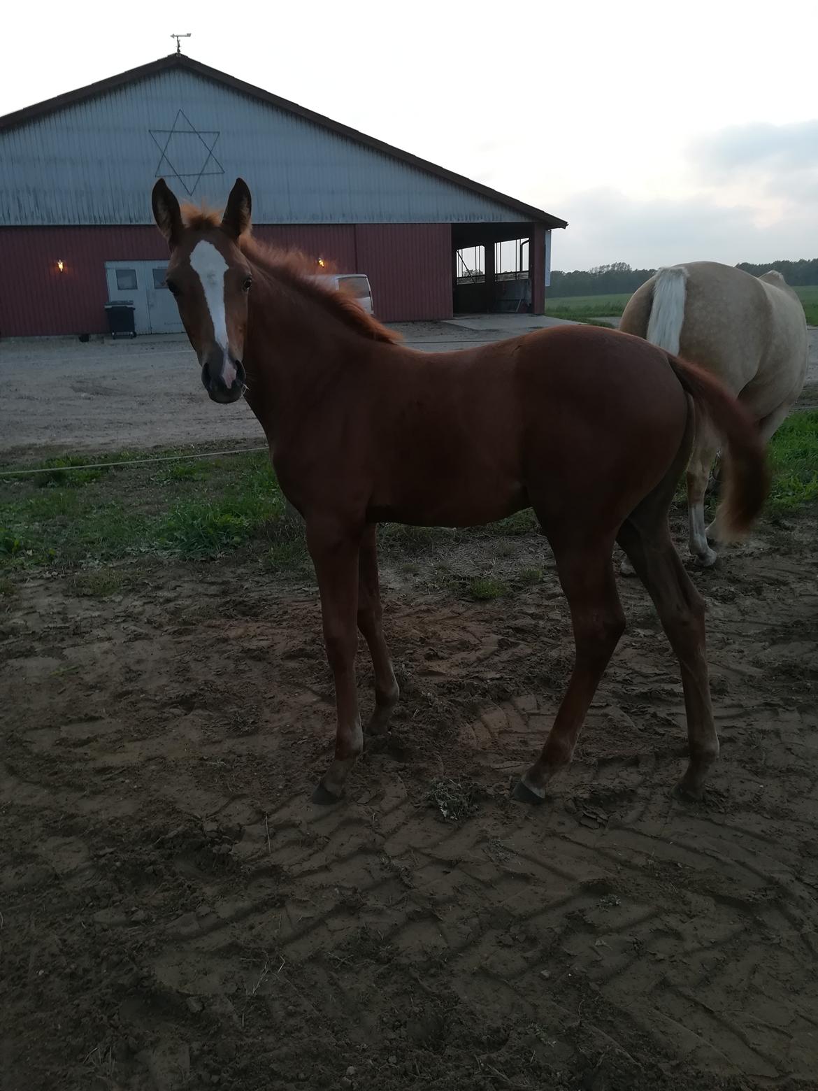 Palomino Ametyst billede 1