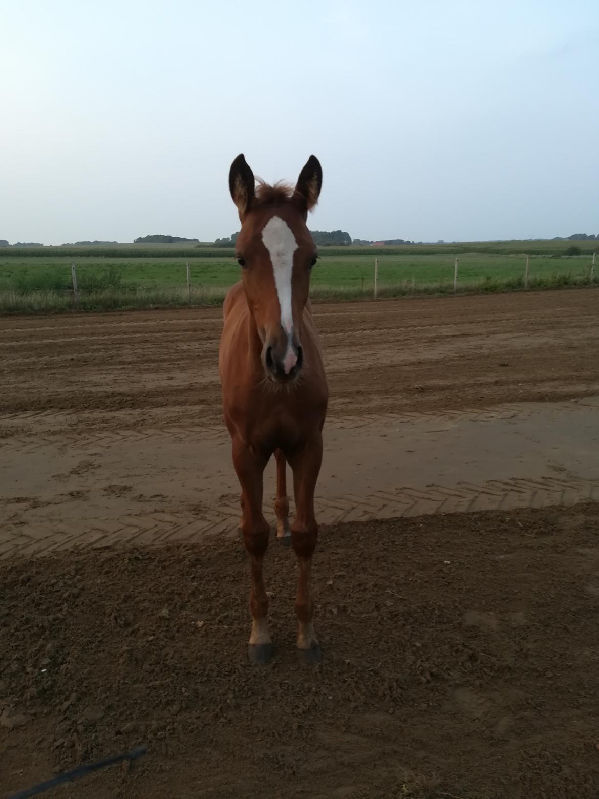 Palomino Ametyst billede 3