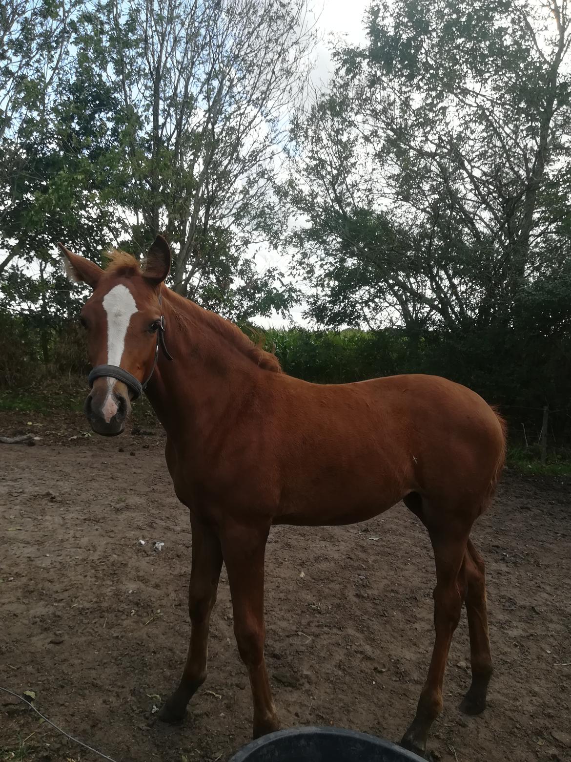 Palomino Ametyst billede 4