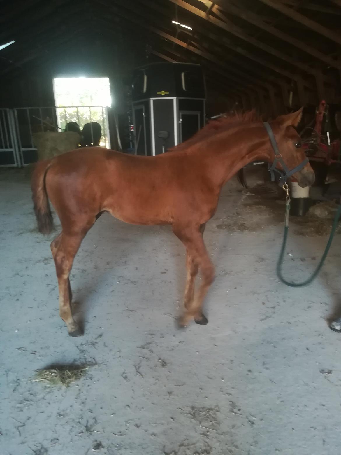 Palomino Ametyst billede 5