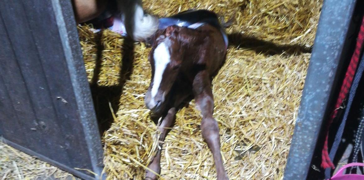 Palomino Ametyst billede 6