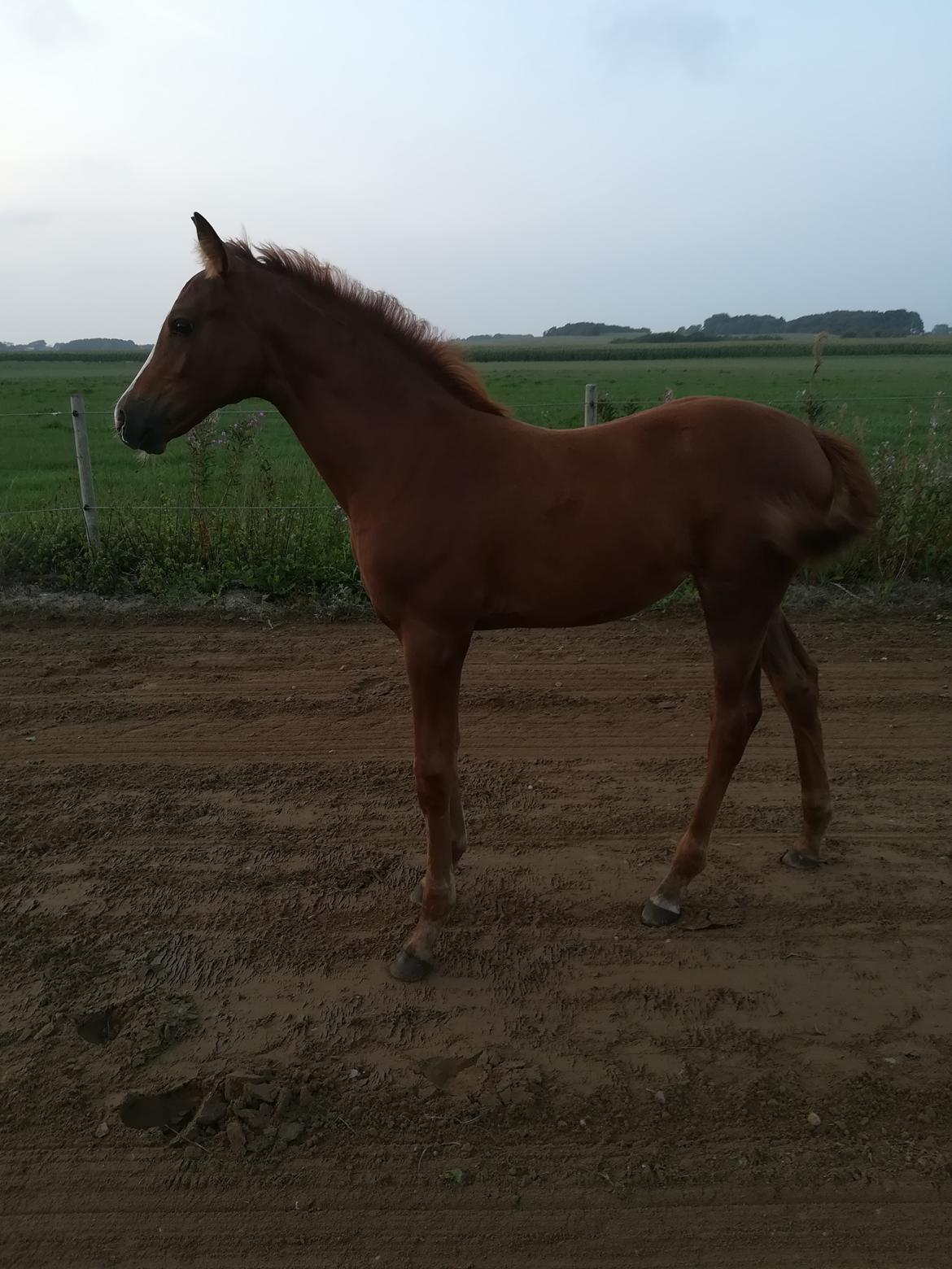 Palomino Ametyst billede 2