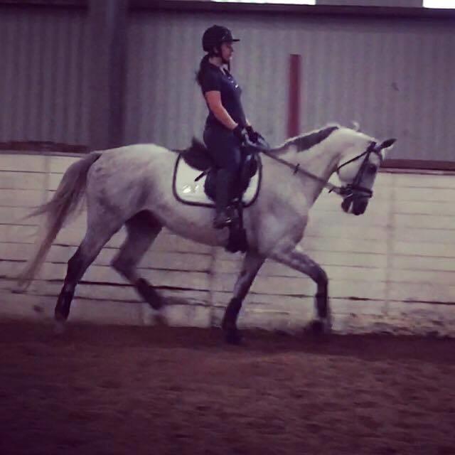 Anden særlig race Donnavan - Da jeg var ude og prøve ham første gang.  billede 1