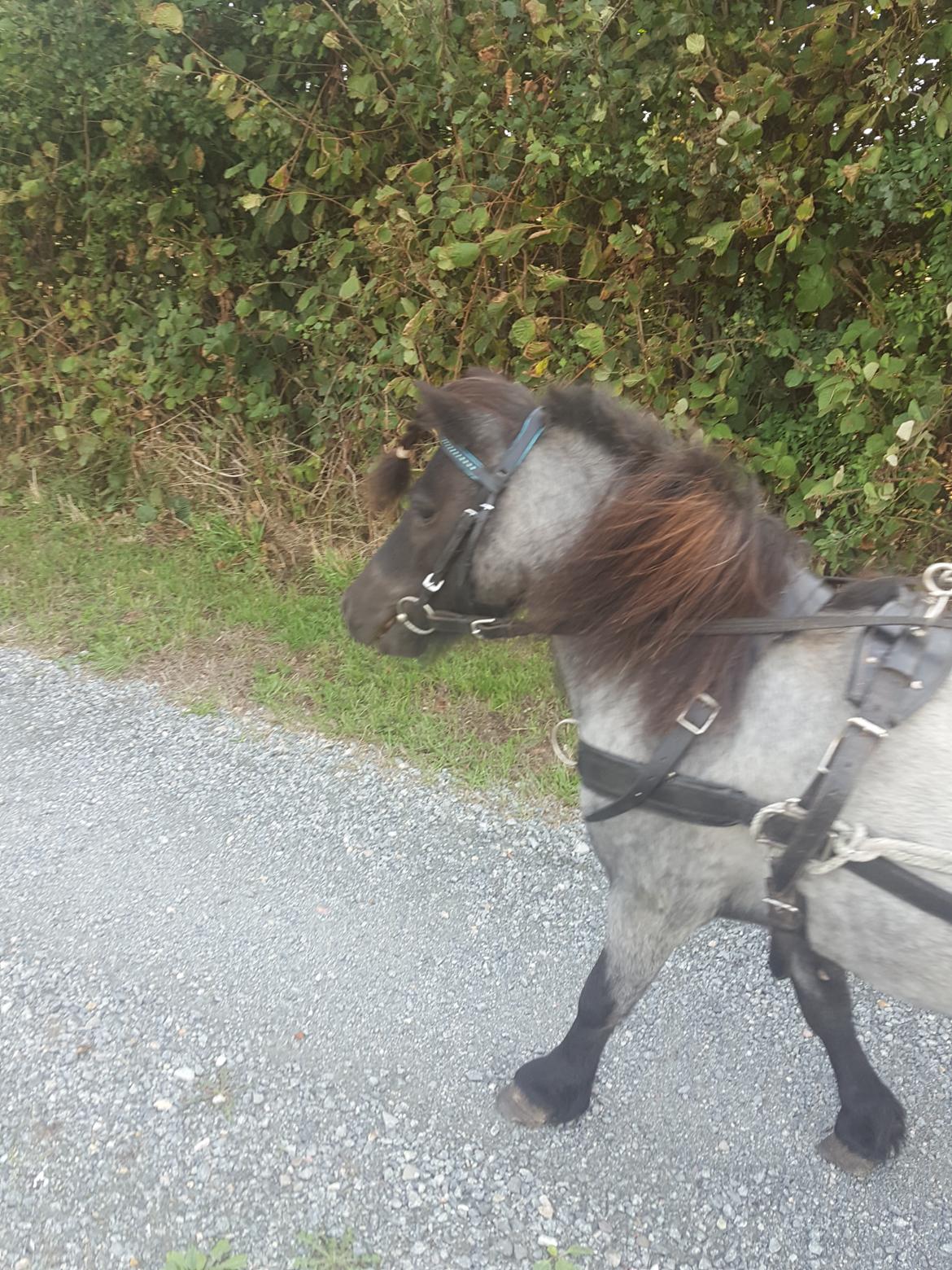 Anden særlig race Joakim  billede 15