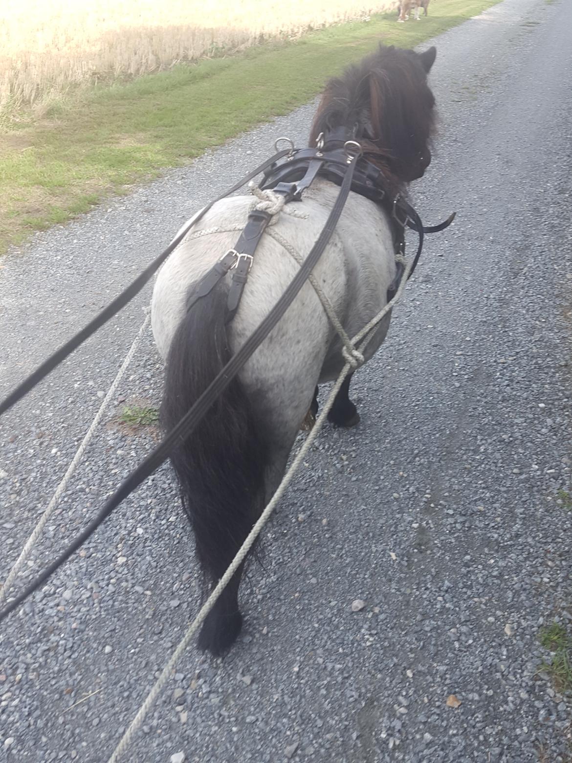 Anden særlig race Joakim  billede 16