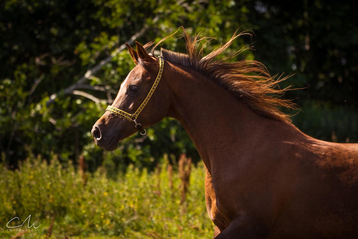 Arabisk fuldblod (OX) Maheba ox 3214 R.I.P 02-04-2019 billede 2