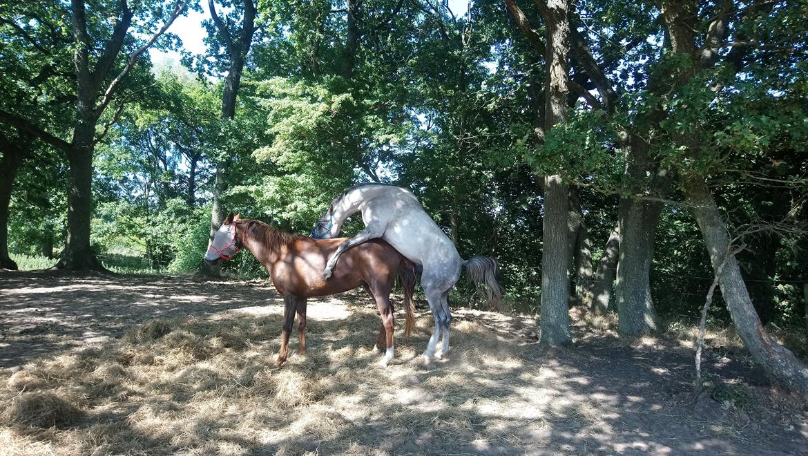 Arabisk fuldblod (OX) Maheba ox 3214 R.I.P 02-04-2019 billede 14