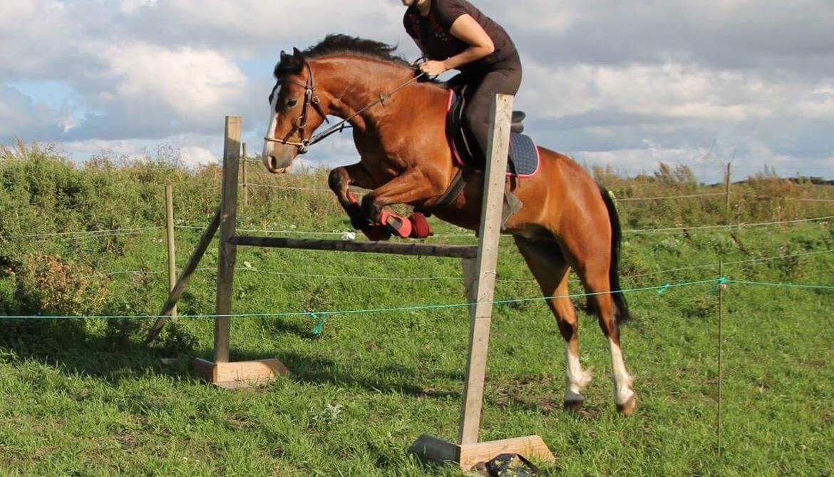 Welsh Pony af Cob-type (sec C) Flynn Rider - 105 cm billede 23