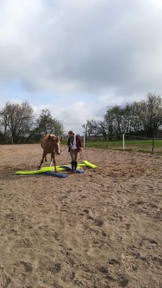 Anden særlig race Ayoe billede 7