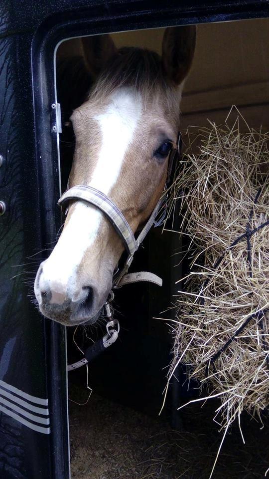 Anden særlig race Ayoe billede 5