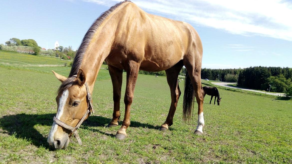 Anden særlig race Ayoe billede 4