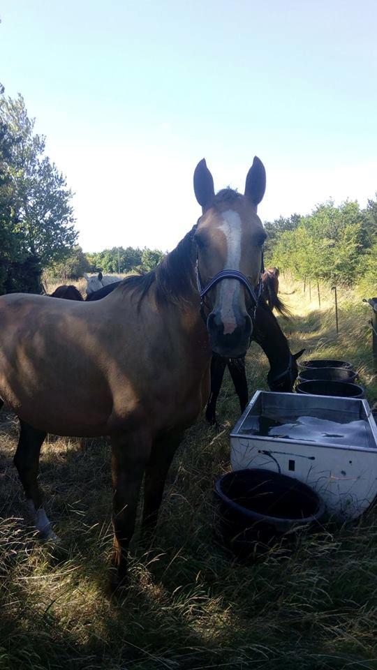 Anden særlig race Ayoe billede 19