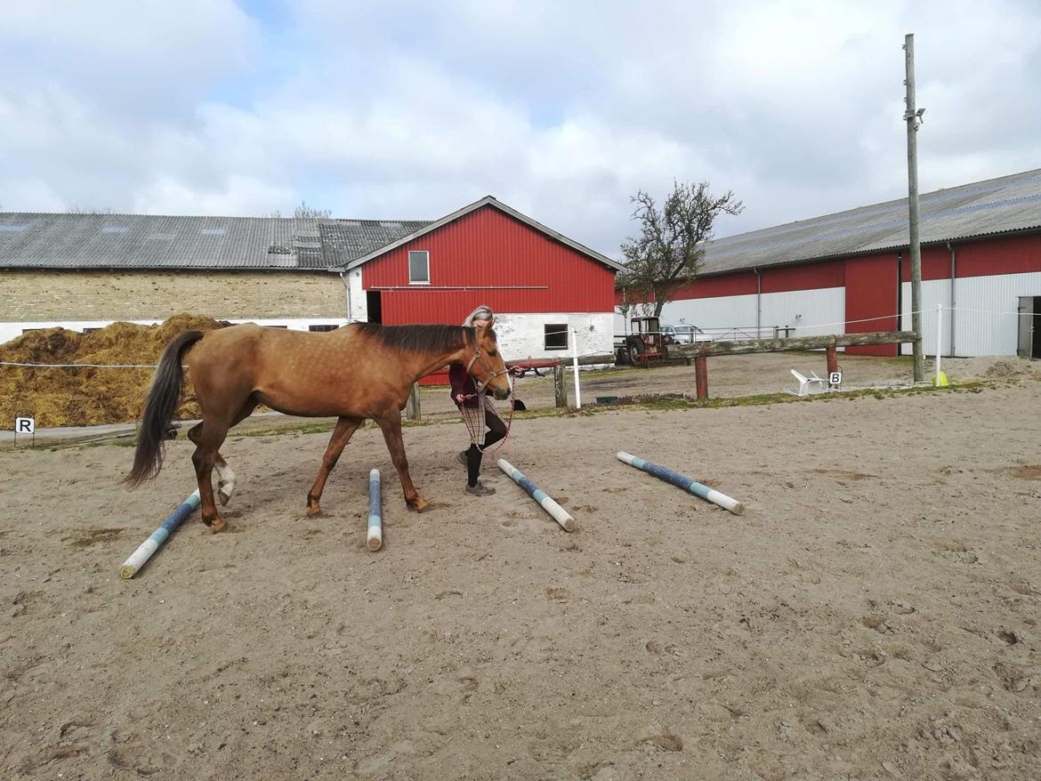 Anden særlig race Ayoe billede 8