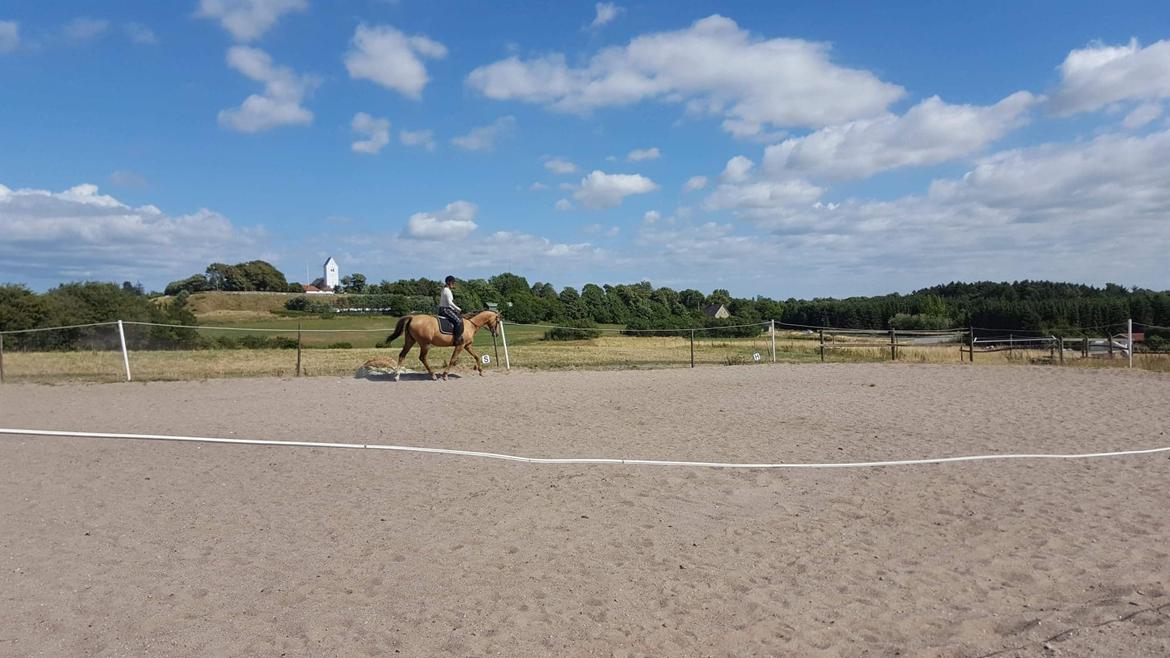 Anden særlig race Ayoe billede 13