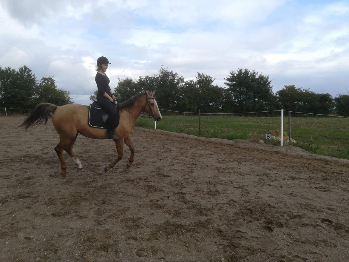 Anden særlig race Ayoe billede 14