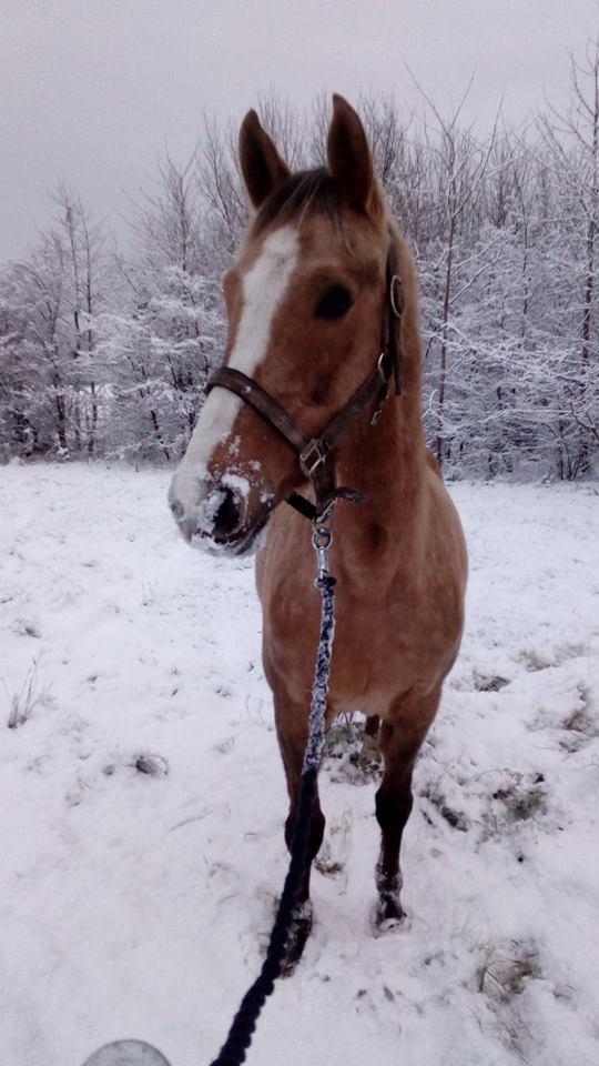 Anden særlig race Ayoe billede 9