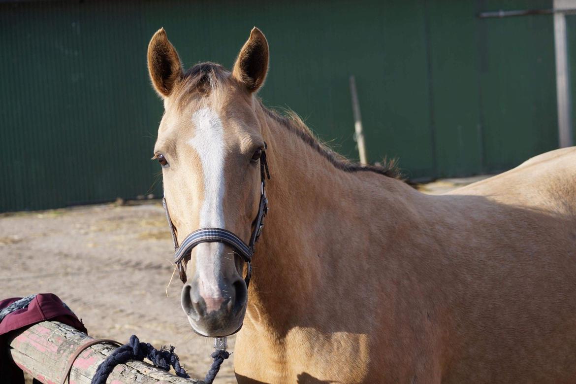 Anden særlig race Ayoe billede 2