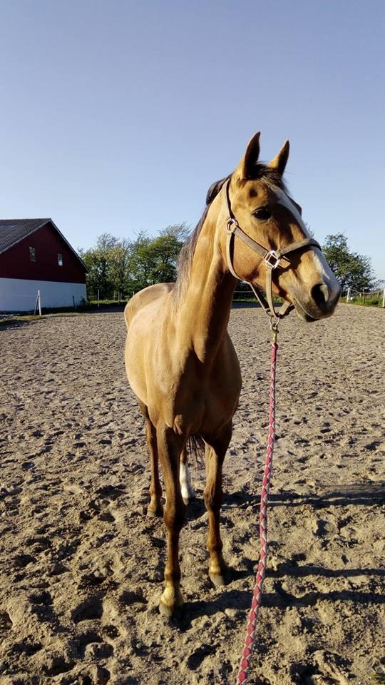 Anden særlig race Ayoe billede 10