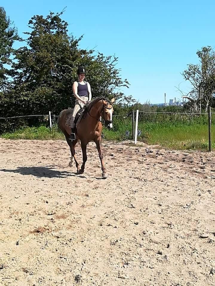 Anden særlig race Ayoe billede 15