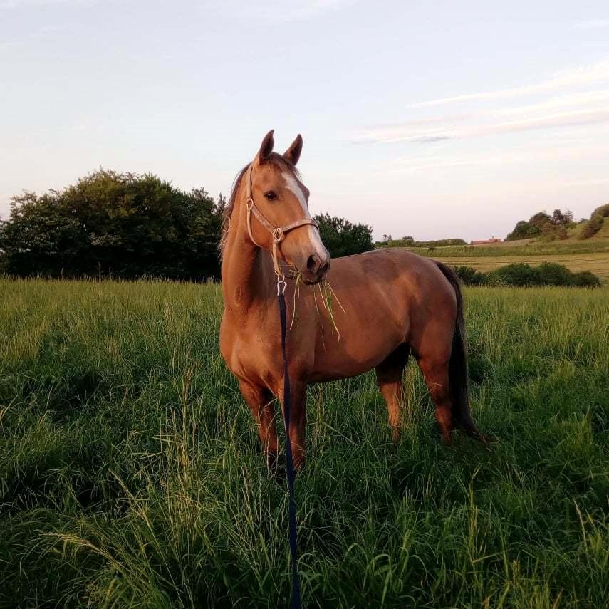 Anden særlig race Ayoe billede 1